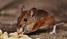 food-processing-facility-pest-control Experts in State Of Pennsylvania